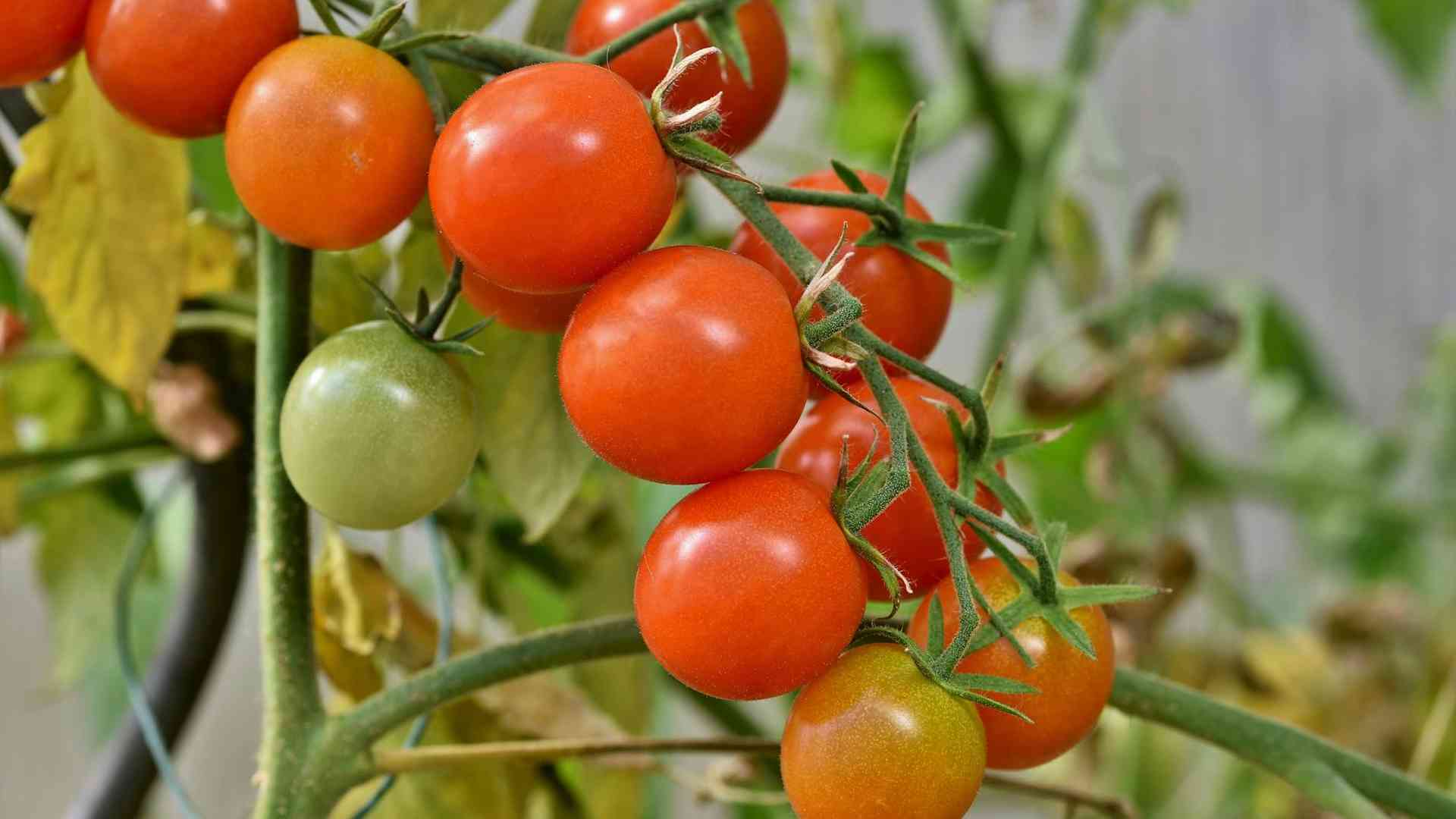 Jak uprawiać pomidory