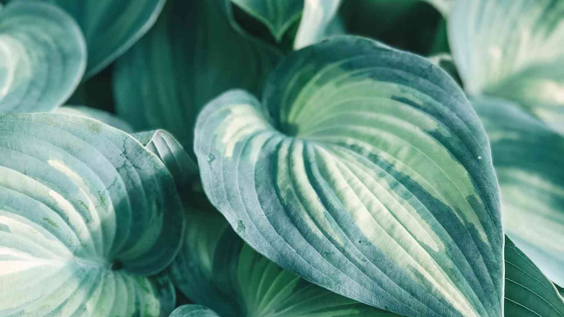 Tajemnicze piękności cienia: które rośliny potrafią przetrwać bez słońca i jak tworzą magiczną atmosferę w ogrodzie?